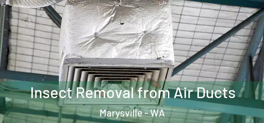  Insect Removal from Air Ducts Marysville - WA